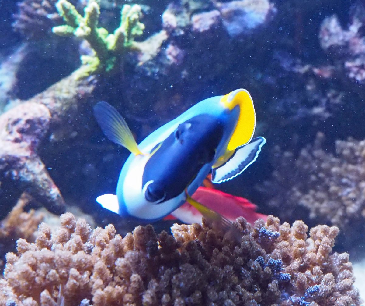 Fish health (Tập 3): Thức ăn cho một bể cá khỏe mạnh