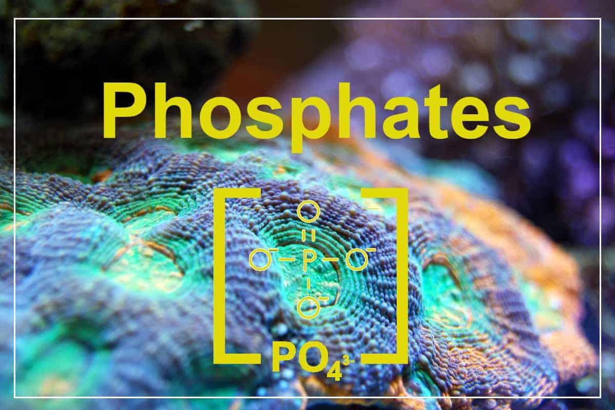 Giảm PO4 (phosphate) hồ san hô