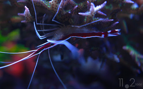 Tôm bác sĩ - Lysmata amboinensis