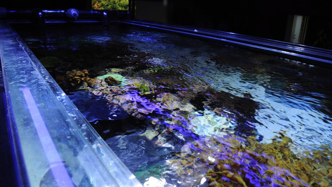 Dòng chảy cho bể san hô