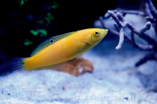 Cá mó vàng - Halichoeres chrysus