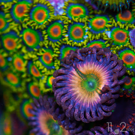 Zoanthid và Palythoa