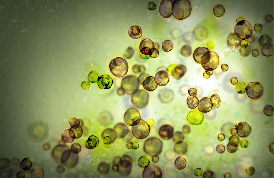 Zooxanthellae - Tảo cộng sinh