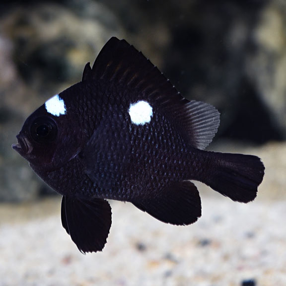 domino