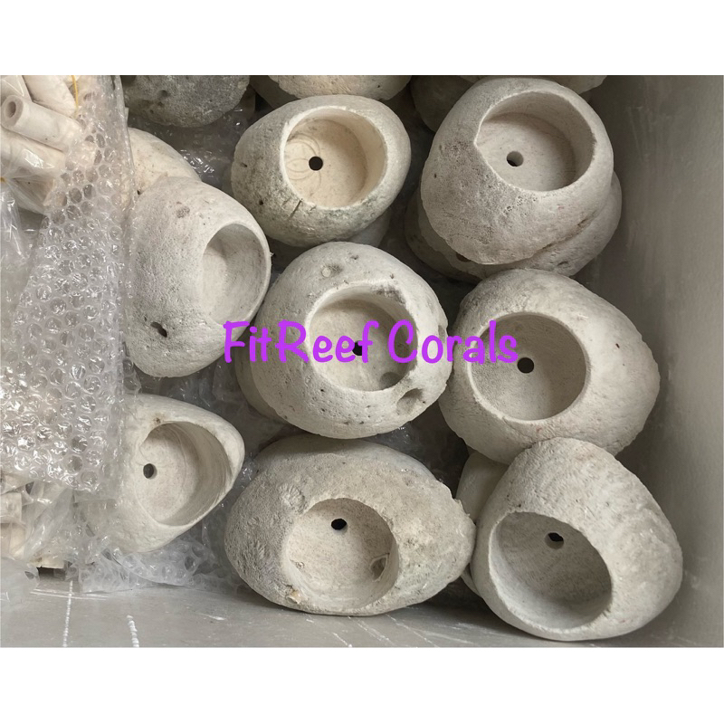 Đế frag cắm san hô có lỗ bằng chất liệu đá san hô tự nhiên
