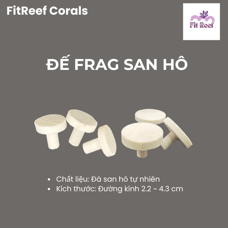 Set 10 đế frag cắm san hô bằng chất liệu đá san hô tự nhiên