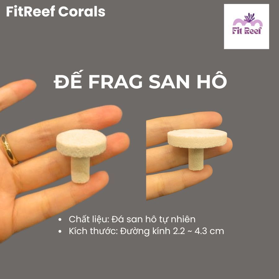 Set 10 đế frag cắm san hô bằng chất liệu đá san hô tự nhiên