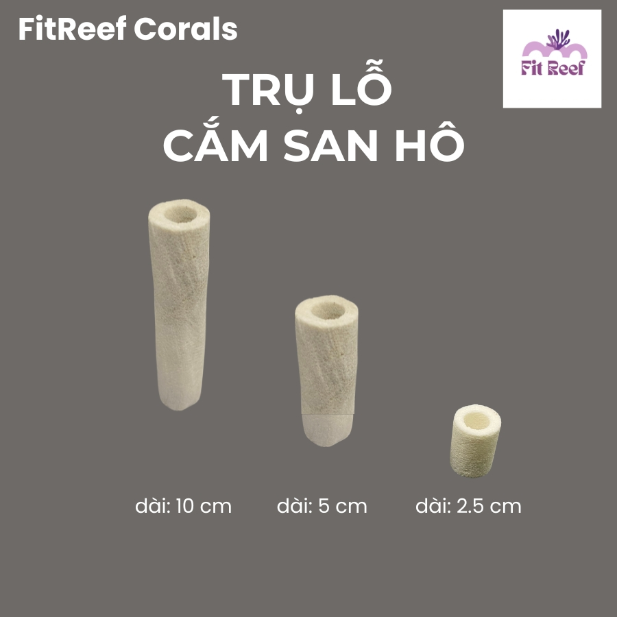 Đế frag cắm san hô có lỗ bằng chất liệu đá san hô tự nhiên