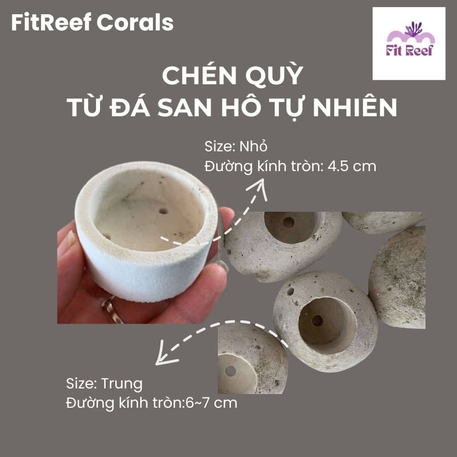 Đế frag cắm san hô có lỗ bằng chất liệu đá san hô tự nhiên