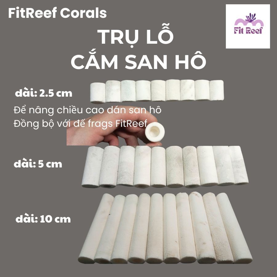 Đế frag cắm san hô có lỗ bằng chất liệu đá san hô tự nhiên