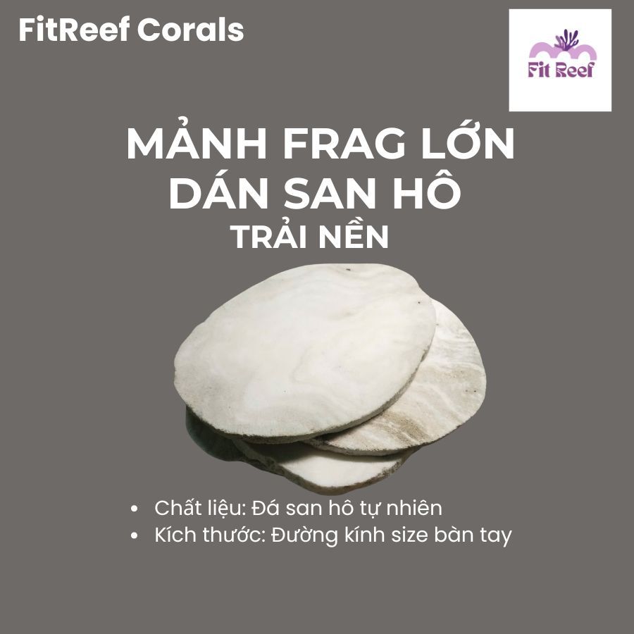Tấm frags lớn để trải nền dán san hô bằng đá san hô tự nhiên (dán zoas, cỏ cốm, blasto, bèo, diêm, sọ,....)
