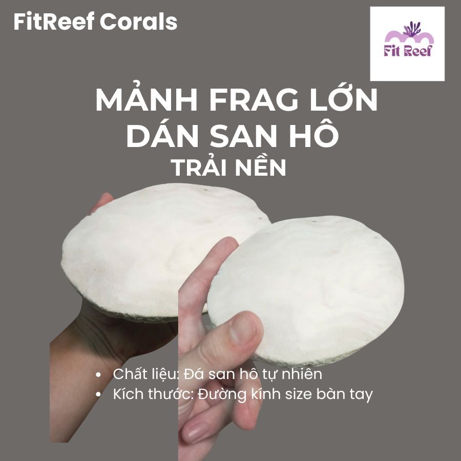 Tấm frags lớn để trải nền dán san hô bằng đá san hô tự nhiên (dán zoas, cỏ cốm, blasto, bèo, diêm, sọ,....)