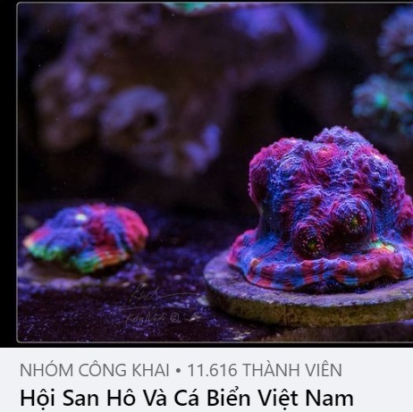 Hội san hô