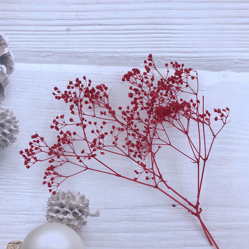 HOA BABY BLOOM KHÔ LOẠI 1 TRANG TRÍ NẾN/THIỆP/CRAFTBOOK HANDMADE T.CRAFT HOUSE