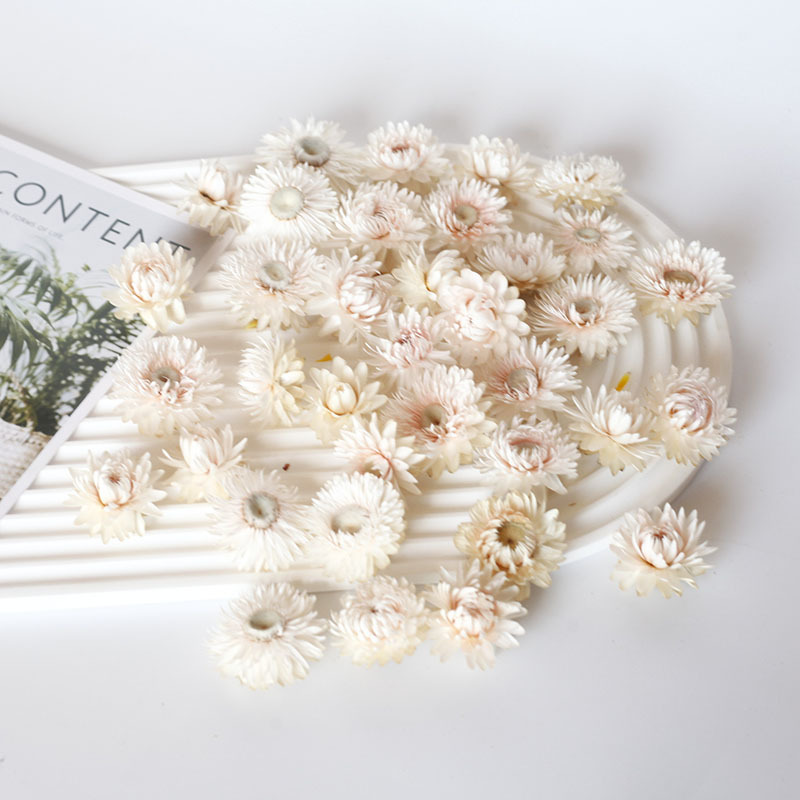 COMBO 3 HOA CÚC TRẮNG SẤY KHÔ TRANG TRÍ NẾN/THIỆP/CRAFTBOOK HANDMADE T.CRAFT HOUSE