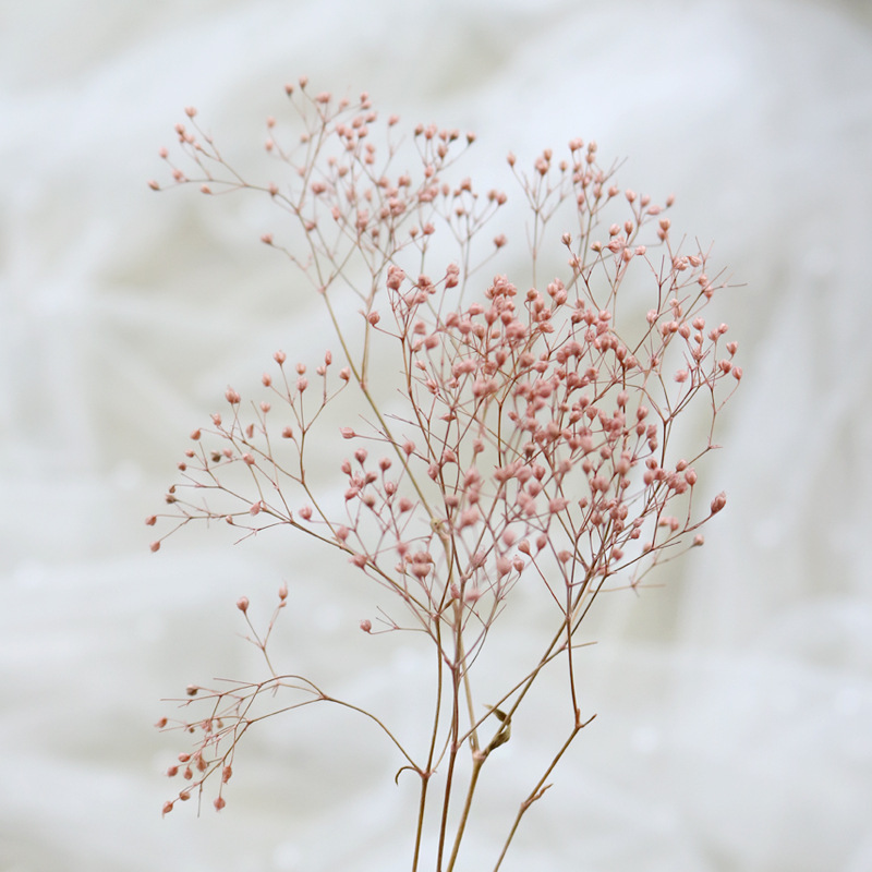 HOA BABY BLOOM KHÔ LOẠI 1 TRANG TRÍ NẾN/THIỆP/CRAFTBOOK HANDMADE T.CRAFT HOUSE