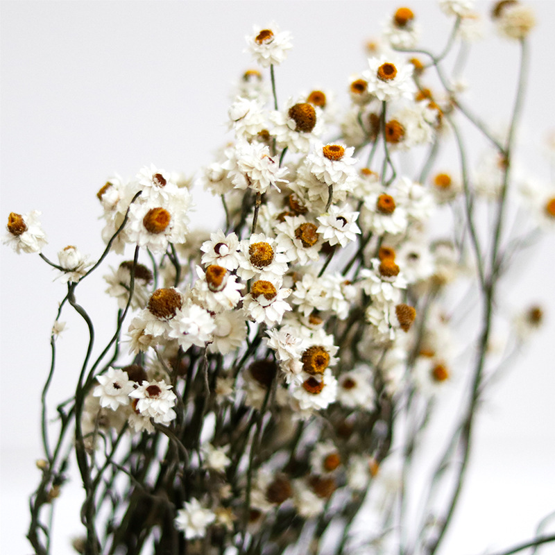 CÚC AMMOBIUM LOẠI 1 SẤY KHÔ TRANG TRÍ NẾN/THIỆP/CRAFTBOOK HANDMADE T.CRAFT HOUSE