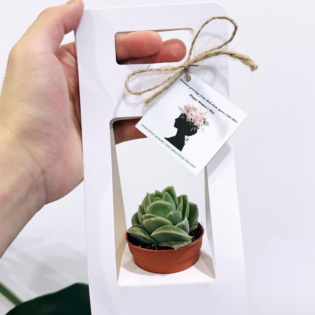 SET 5 HỘP GIẤY CẮM HOA CÓ QUAI XÁCH CAO CẤP T.CRAFT HOUSE
