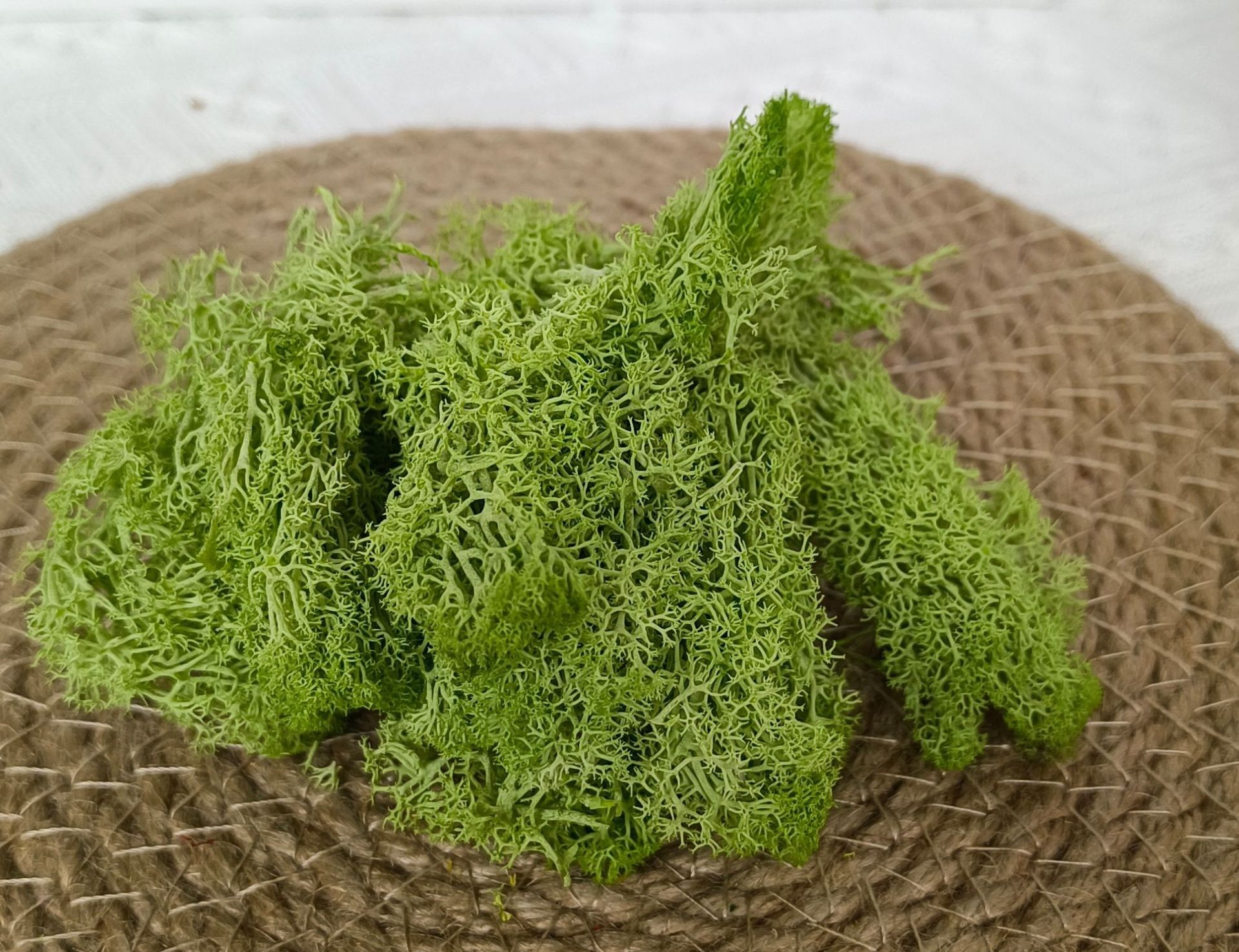 (10g) RÊU TUẦN LỘC KHÔ TRANG TRÍ NẾN/THIỆP/CRAFTBOOK HANDMADE T.CRAFT HOUSE