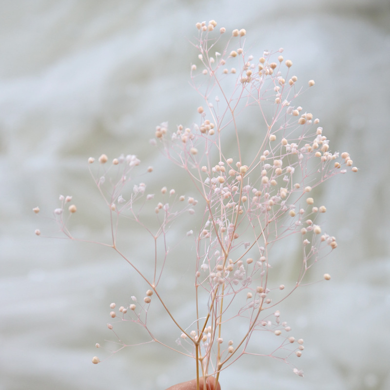 HOA BABY BLOOM KHÔ LOẠI 1 TRANG TRÍ NẾN/THIỆP/CRAFTBOOK HANDMADE T.CRAFT HOUSE