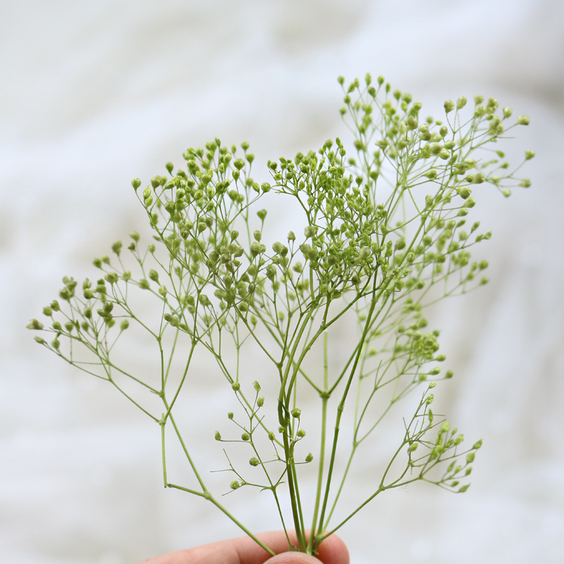 HOA BABY BLOOM KHÔ LOẠI 1 TRANG TRÍ NẾN/THIỆP/CRAFTBOOK HANDMADE T.CRAFT HOUSE