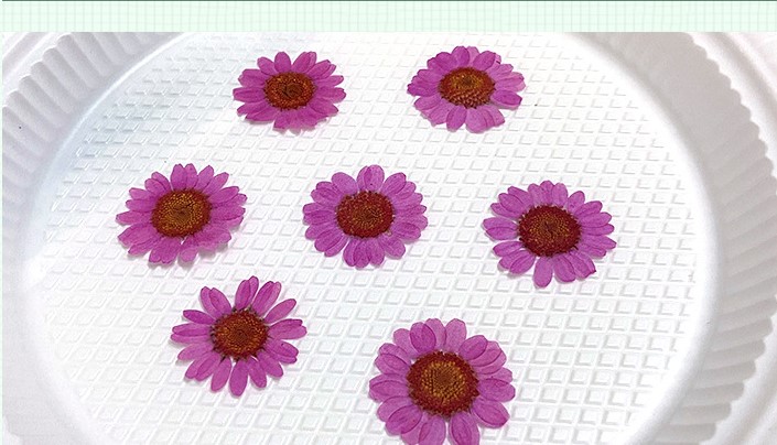CÚC HOẠ MI ÉP KHÔ TRANG TRÍ NẾN/THIỆP/CRAFTBOOK QUÀ TẶNG HANDMADE T.CRAFT HOUSE