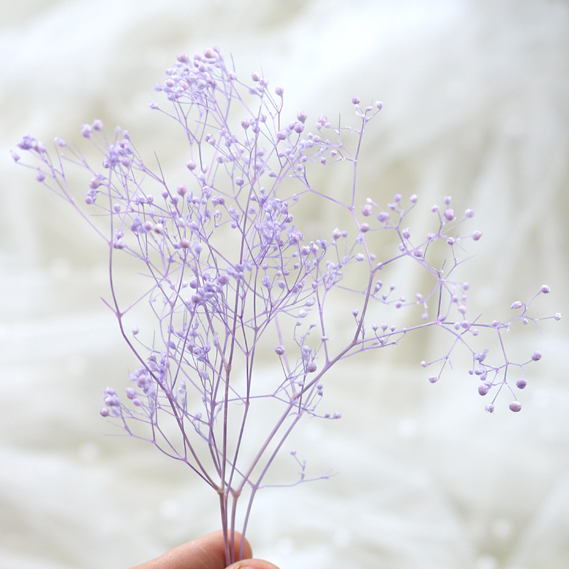 HOA BABY BLOOM KHÔ LOẠI 1 TRANG TRÍ NẾN/THIỆP/CRAFTBOOK HANDMADE T.CRAFT HOUSE