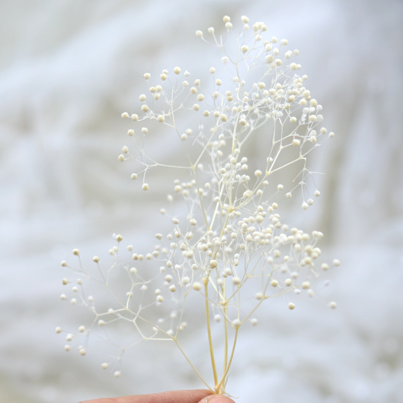 HOA BABY BLOOM KHÔ LOẠI 1 TRANG TRÍ NẾN/THIỆP/CRAFTBOOK HANDMADE T.CRAFT HOUSE