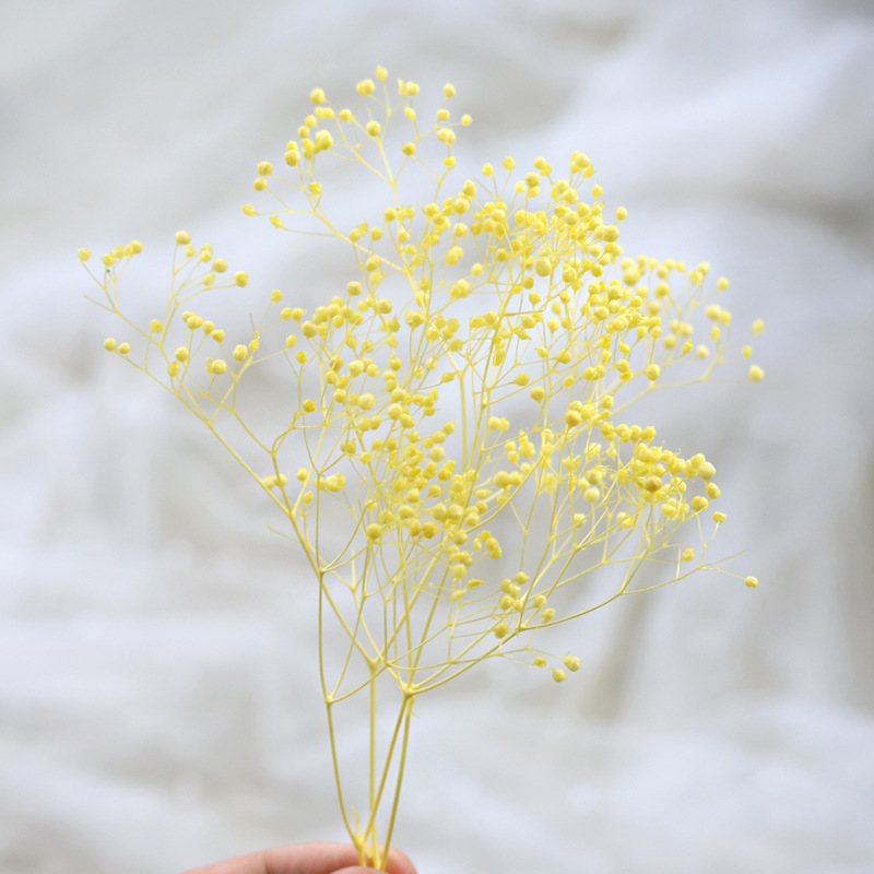 HOA BABY BLOOM KHÔ LOẠI 1 TRANG TRÍ NẾN/THIỆP/CRAFTBOOK HANDMADE T.CRAFT HOUSE