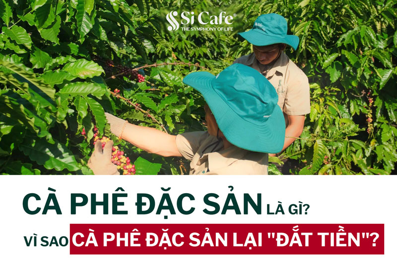Cà phê đặc sản là gì? Vì sao cà phê đặc sản lại đắt?