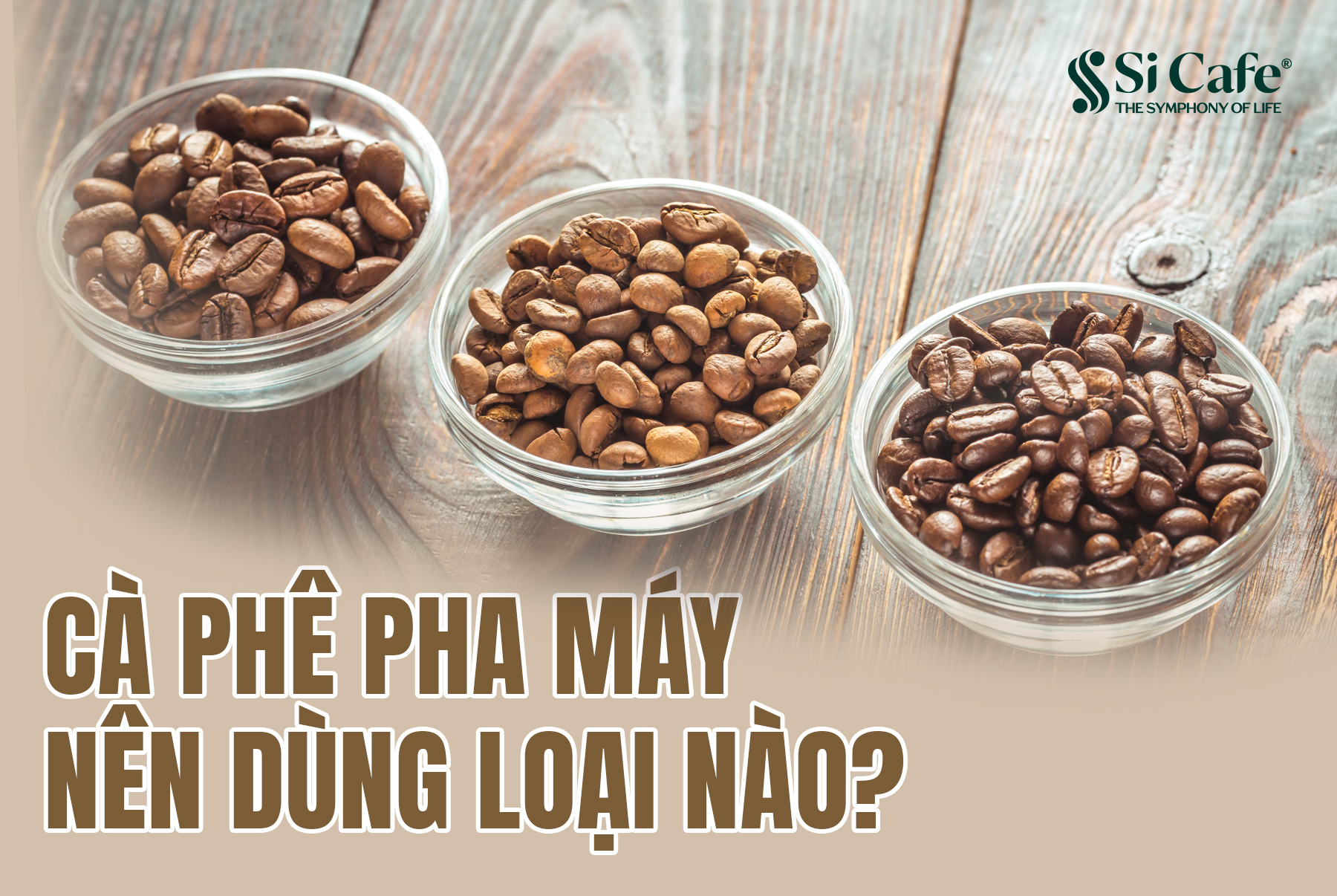 Cà phê pha máy nên dùng loại nào? Top những loại cà phê pha máy chuẩn vị