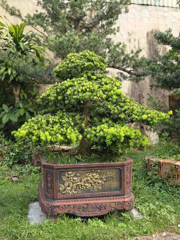 Giới thiệu cây Tùng Kim Cương I-DT-TKC-002 tại vườn