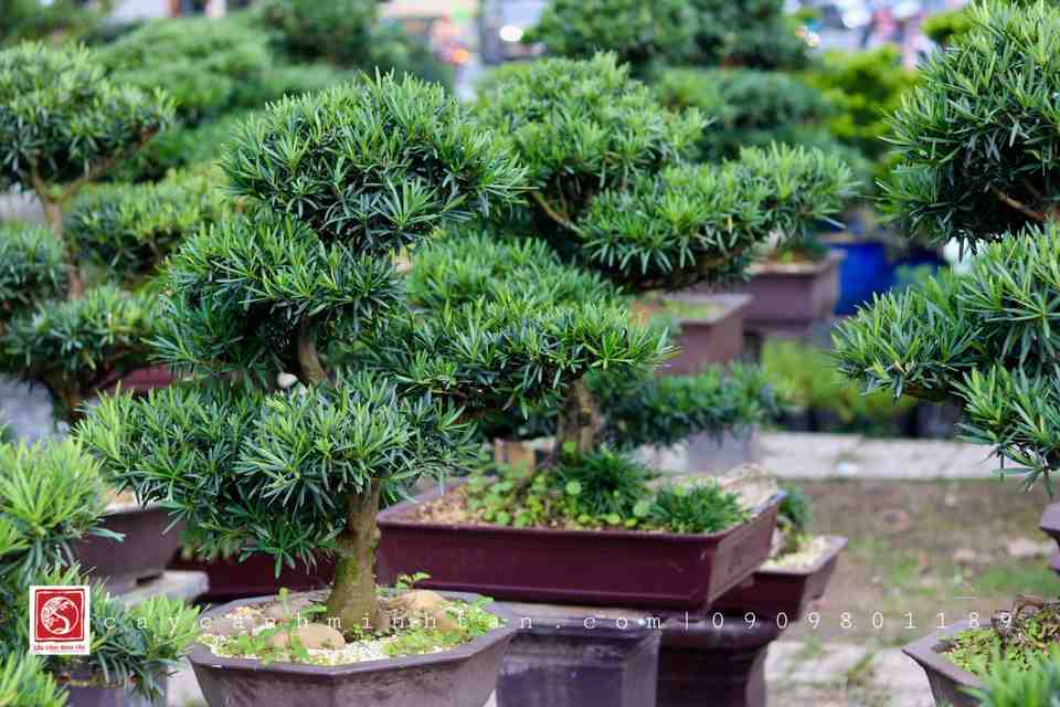 Tỷ Lệ Trộn Đất Trồng Vạn Niên Tùng Tơi Xốp, Thoát Nước Tốt Nhất
