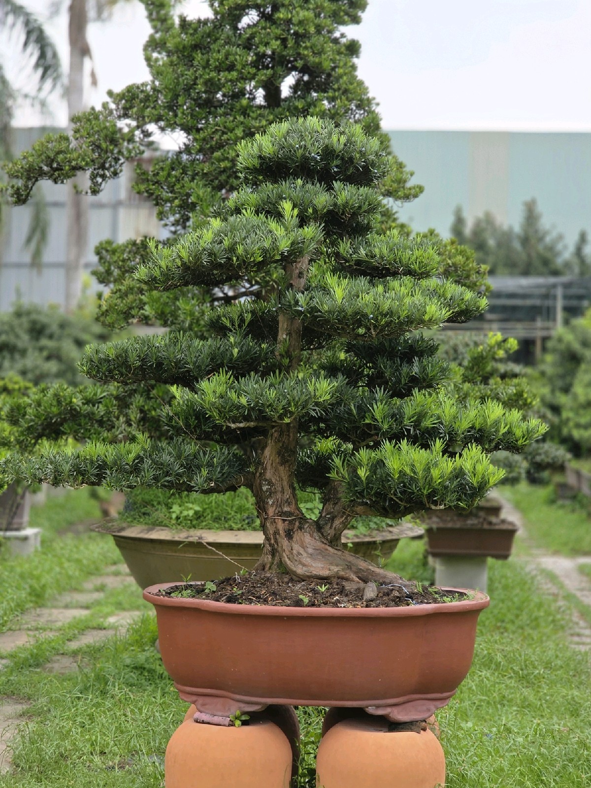 Giới thiệu cây Vạn Niên Tùng B-BS-VNT-001 tại vườn