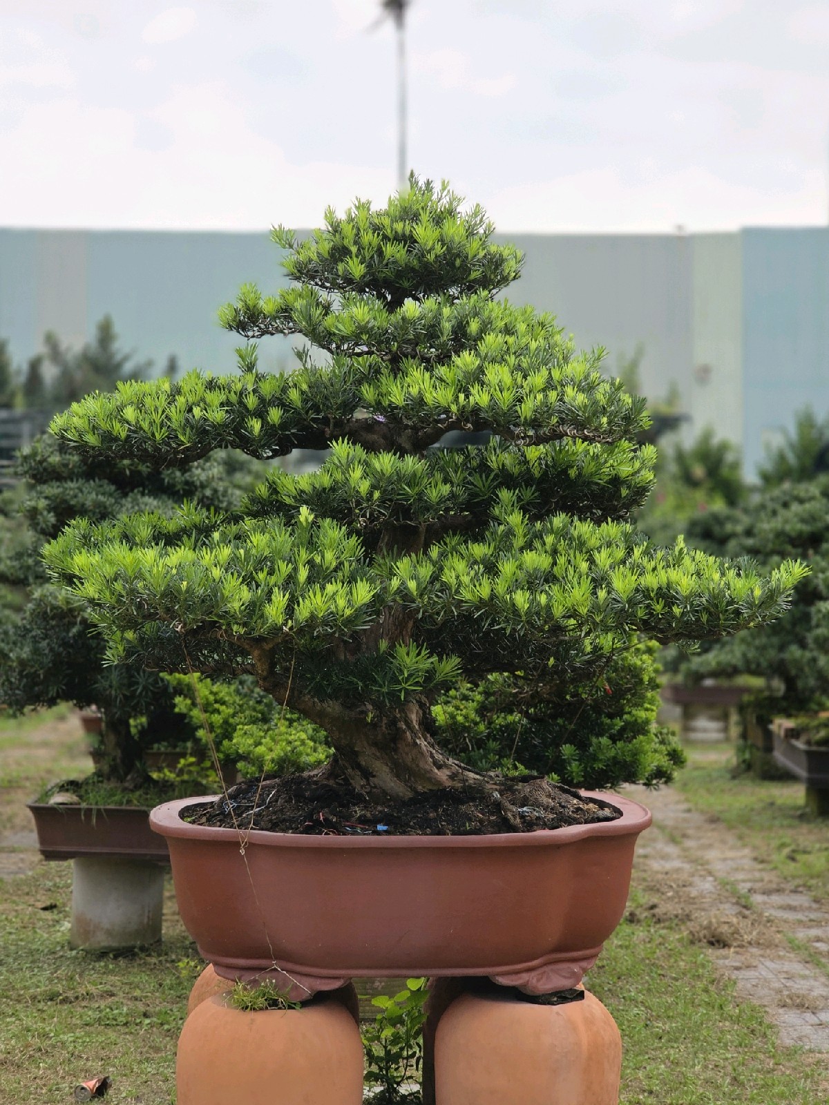 Giới thiệu cây Vạn Niên Tùng B-BS-VNT-002 tại vườn