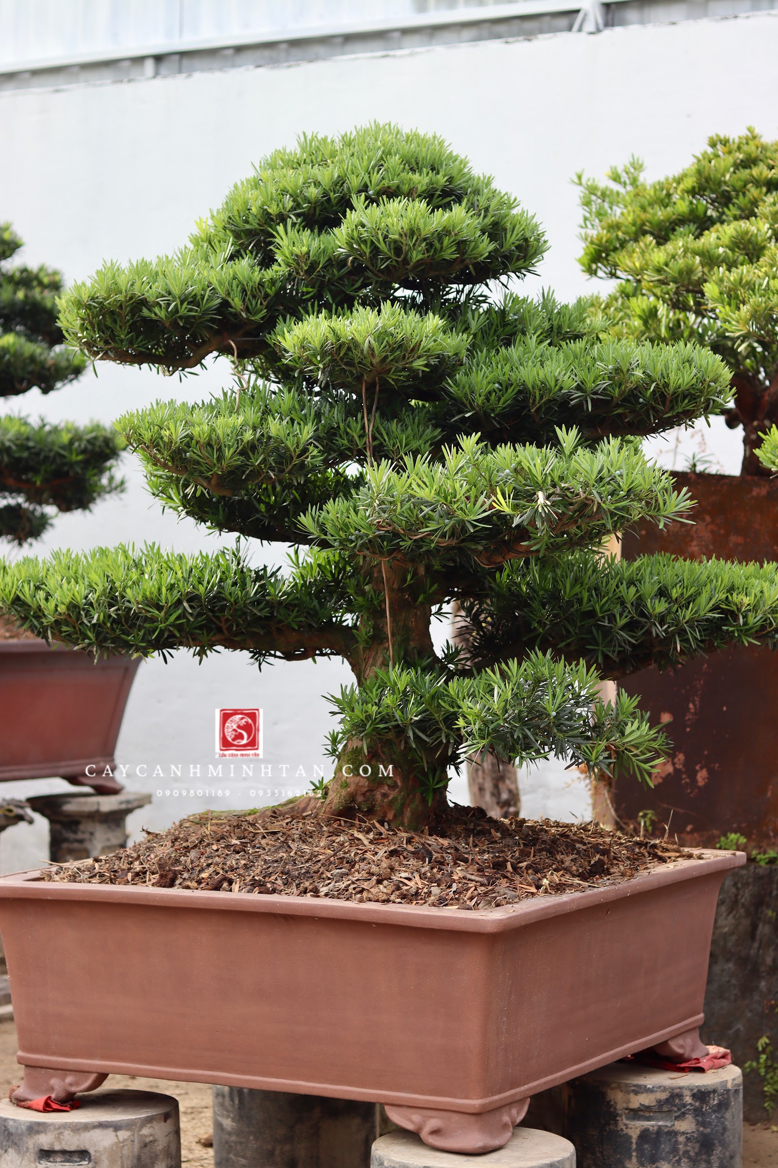 Tuyệt tác Vạn Niên Tùng Bonsai cho thuê sự kiện tại Vườn Tùng Minh Tân