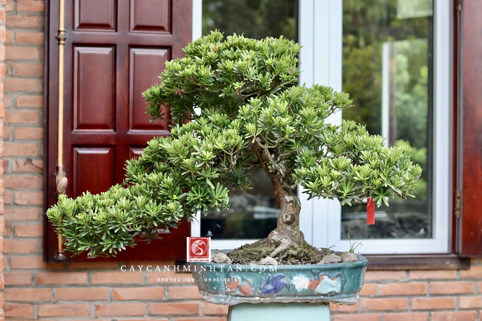 Quy Trình Thay Chậu Cho Tùng La Hán Không Bị Đứt Rễ, Mất Sức