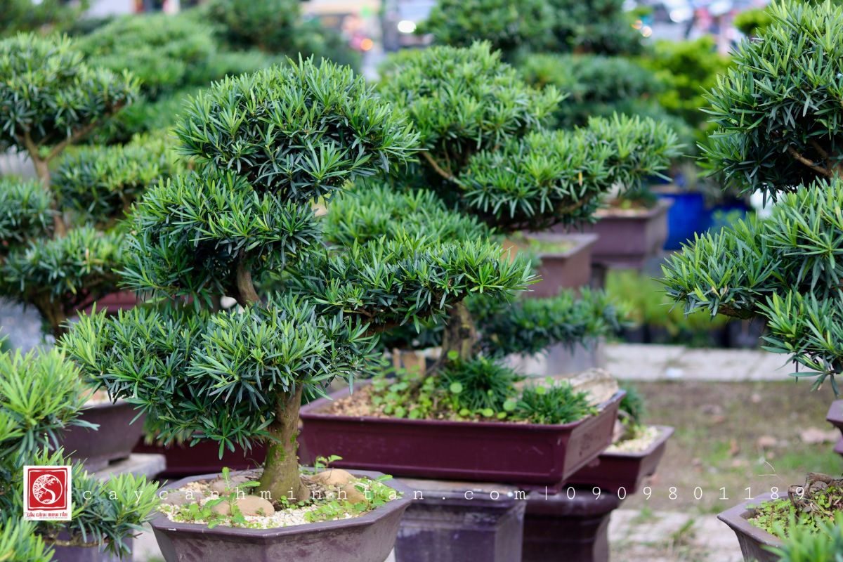 Cây Bonsai làm quà tặng tân gia, khai trương, sinh nhật ý nghĩa