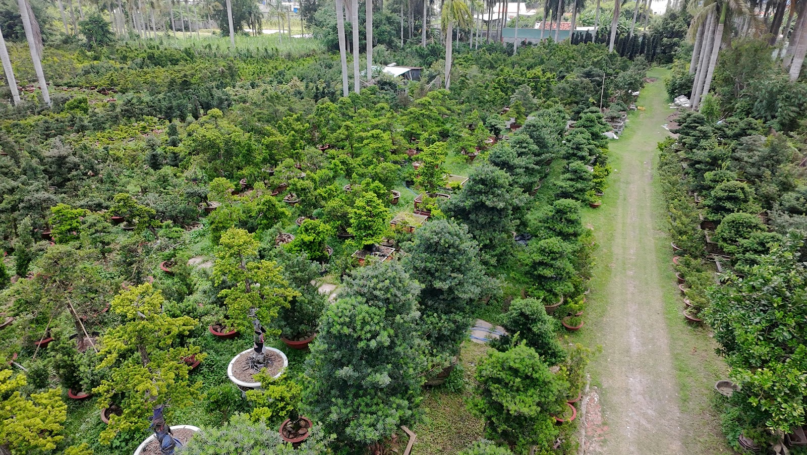 Bí Quyết Bón Phân Hữu Cơ Vi Sinh Giúp Lá Tùng Luôn Xanh Đậm Và Bóng Mượt