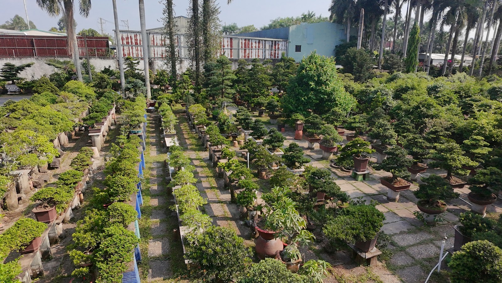 Hướng Dẫn Cách Giâm Cành Vạn Niên Tùng Tỷ Lệ Sống 90%