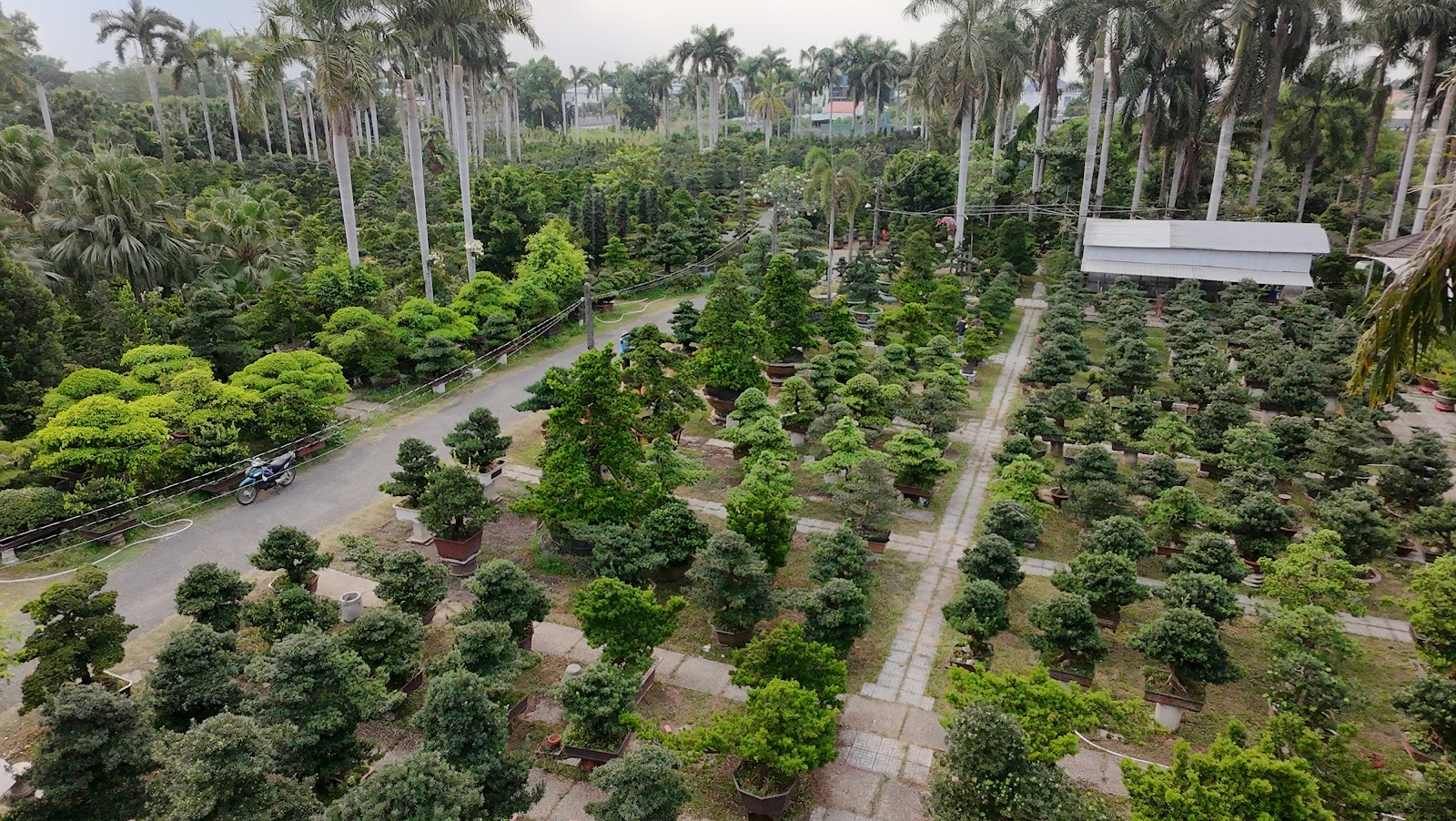 Hàng ngàn gốc Tùng nuôi thuần chậu sẵn sàng xuất bến tại Vườn Tùng Minh Tân
