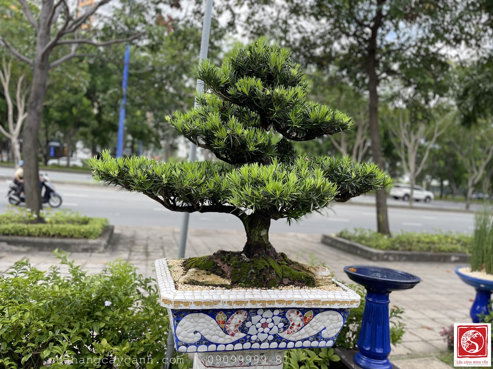 Trưng bày Vạn Niên Tùng tại không gian sự kiện và tiền sảnh