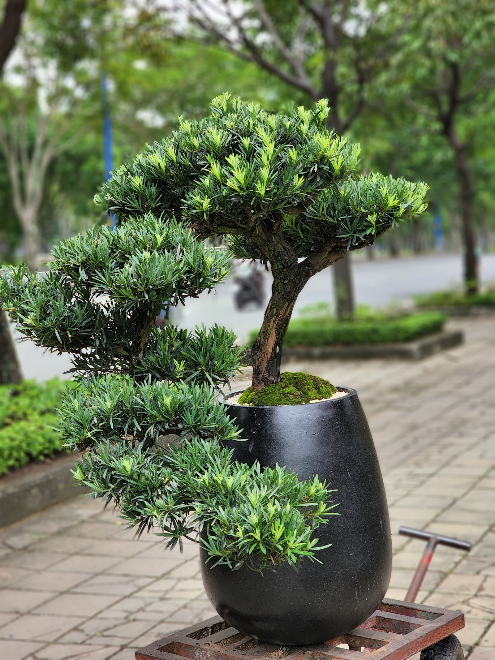 Tác phẩm Bonsai Vạn Niên Tùng lên chậu sang trọng phục vụ sự kiện
