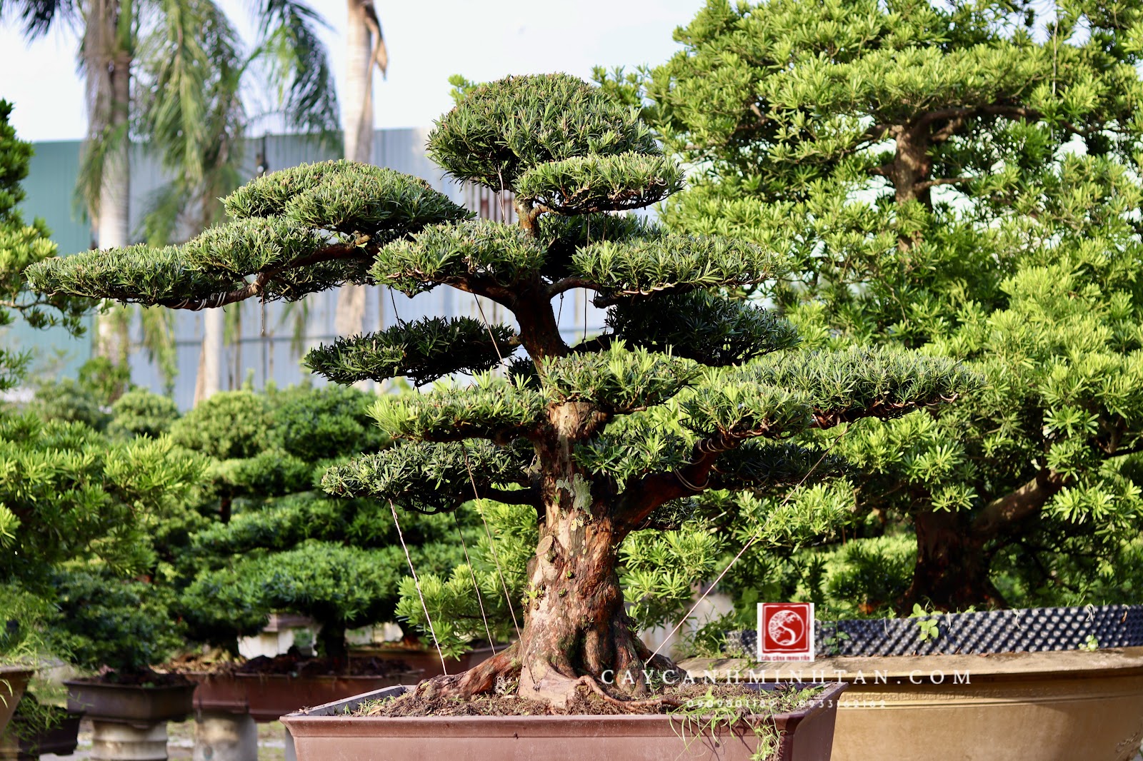 Tỷ Lệ Trộn Đất Trồng Vạn Niên Tùng Tơi Xốp, Thoát Nước Tốt Nhất