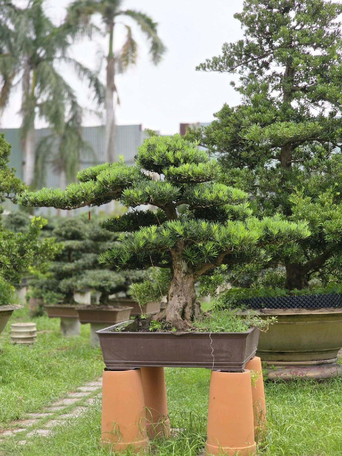 Giới thiệu cây Vạn Niên Tùng B-BS-VNT-004 tại vườn