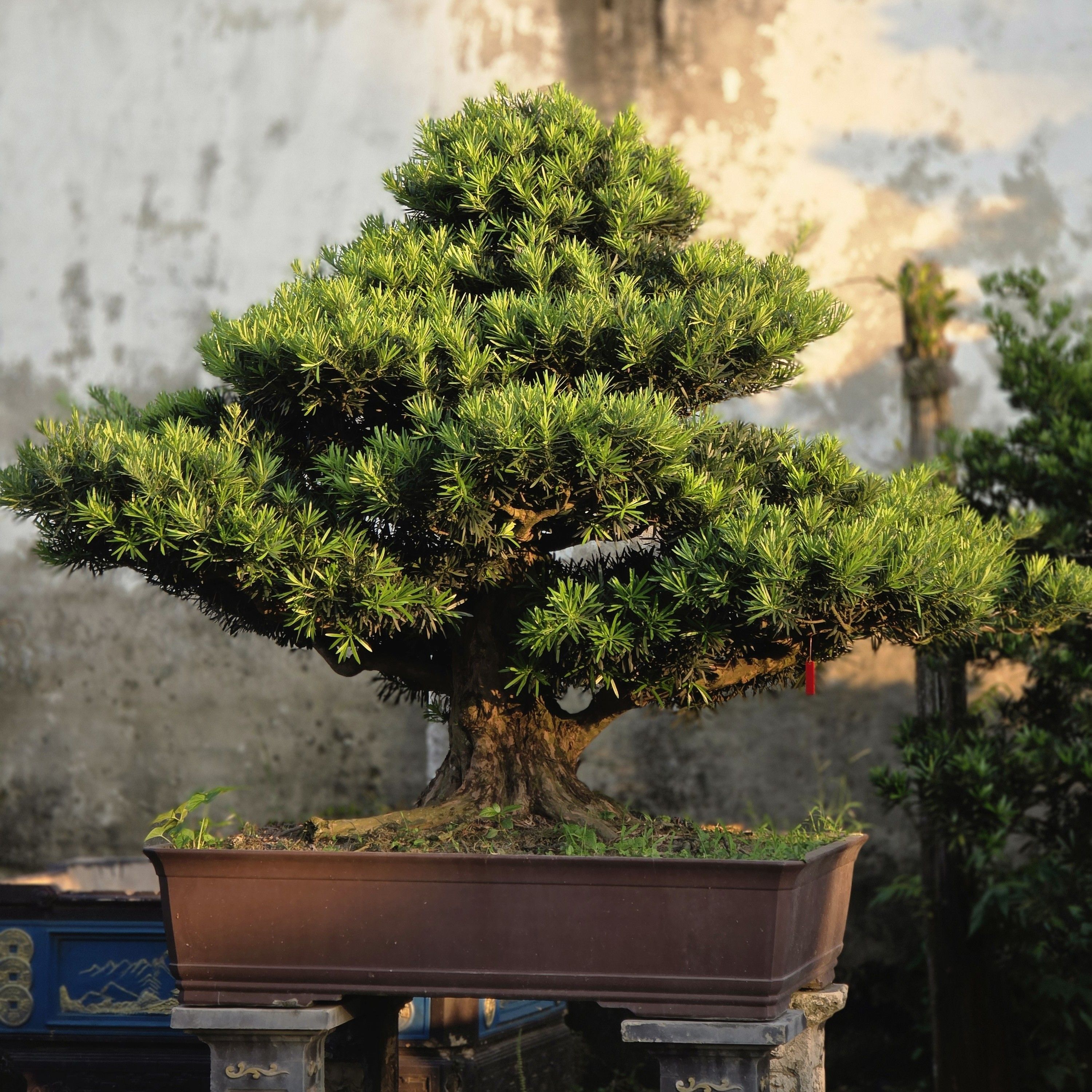 Dịch vụ cho thuê Bonsai sự kiện
