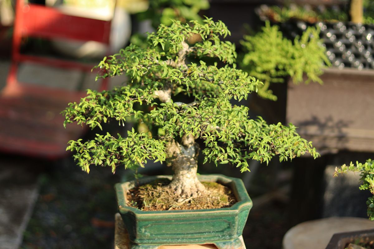 mai chieu thuy de ban lam qua tang