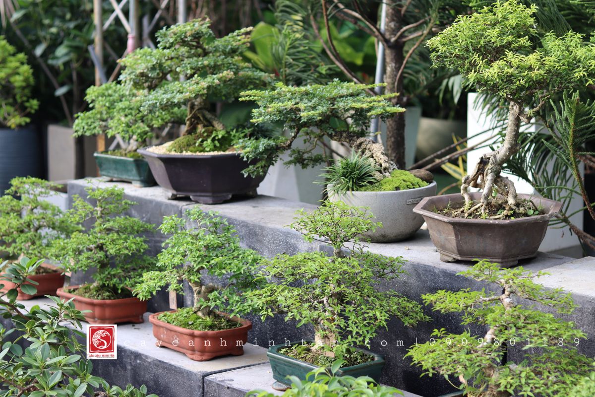 cay bonsai lam qua tang y nghia