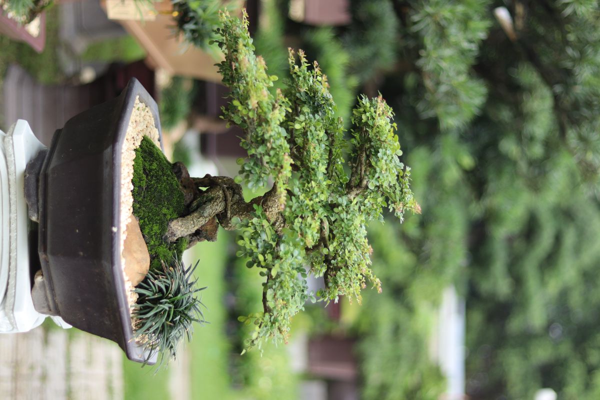 cay bonsai tang tan gia