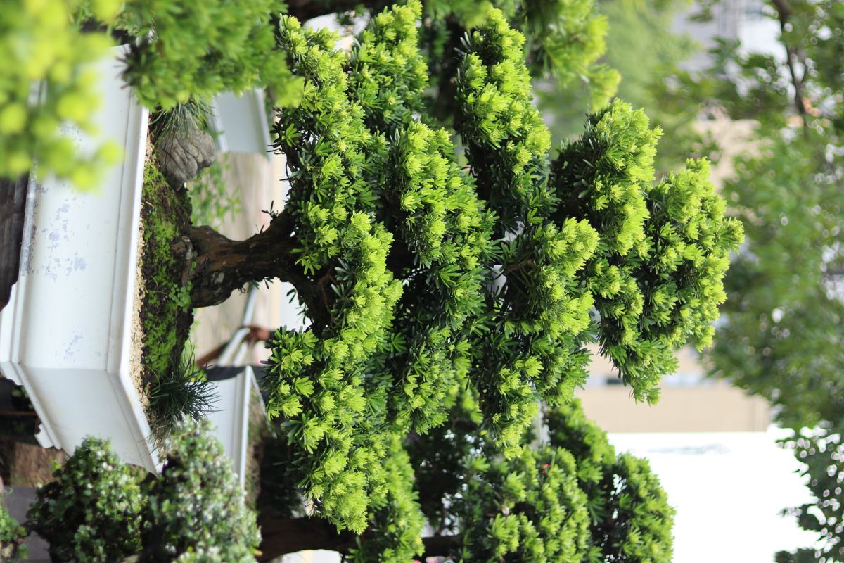 van nien tung bonsai